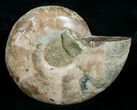 Cut & Polished Desmoceras Ammonite (Half) - #5387-1